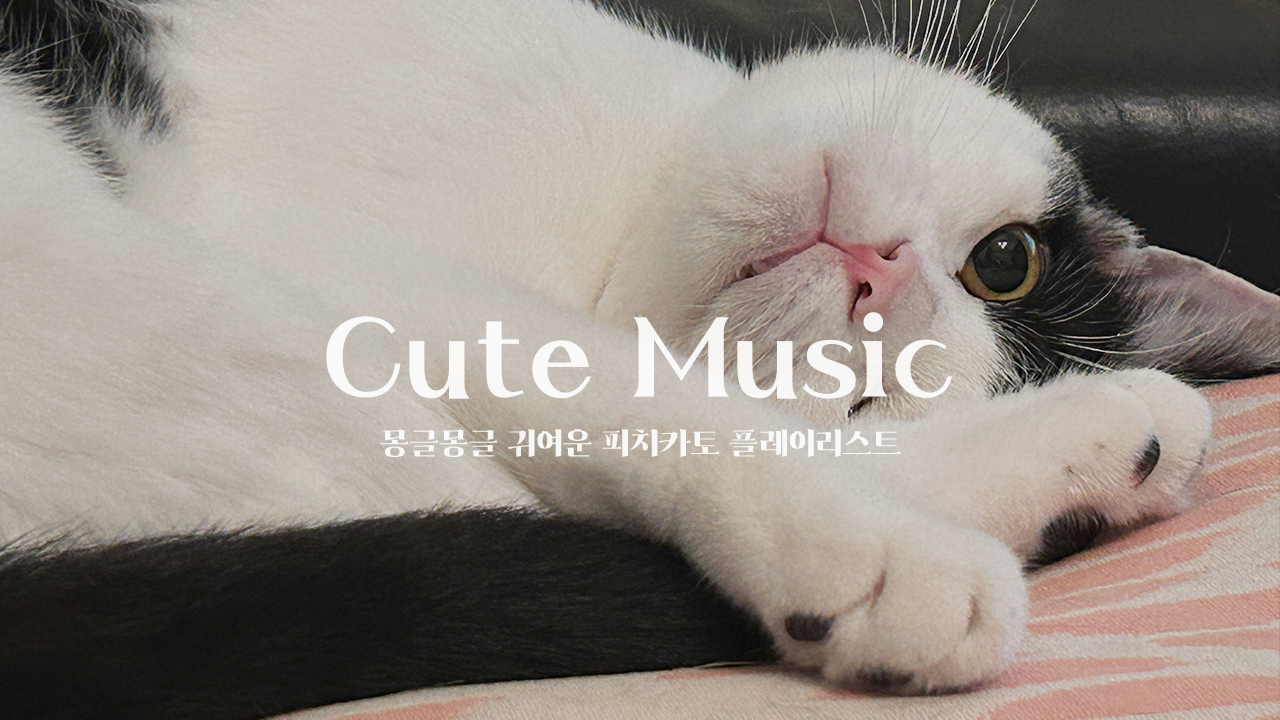 Cute Pizzicato 표지